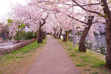 Pink Sakura or Cherry Blossom Tunnel at Hirosaki Castle in Aomori, Japan - 日本 青森 弘前城 桜のトンネル