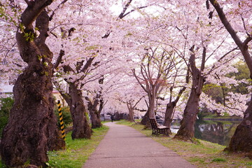 Pink Sakura or Cherry Blossom Tunnel at Hirosaki Castle in Aomori, Japan - 日本 青森 弘前城 桜のトンネル