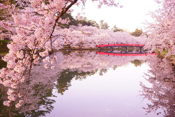 Pink Sakura, Cherry Blossoms blooming at Moat of Hirosaki Castle in Aomori, Japan - 日本 青森...