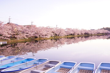 Pink Sakura or Cherry Blossom Tunnel and Wooden Boat on Moat of Hirosaki Castle in Aomori, Japan - 日本 青森 弘前城 西濠 桜のトンネル ボート