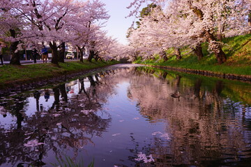 Line of Pink Sakura or Cherry Blossom Flower Tree and Moat of Hirosaki Castle in Aomori, Japan - 日本 青森 弘前城 北濠 桜 並木道