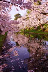 Line of Pink Sakura or Cherry Blossom Flower Tree and Moat of Hirosaki Castle in Aomori, Japan - 日本 青森 弘前城 北濠 桜 並木道