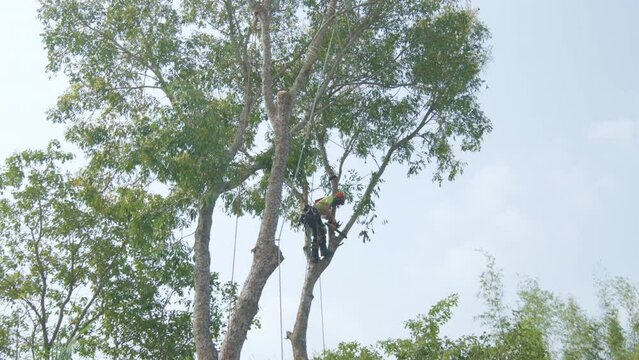 Tree cutting - arborist pruning a tree in the forest