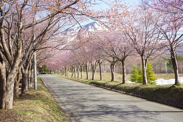 Fototapeta na wymiar 日本 青森県 弘前 岩木山 山桜