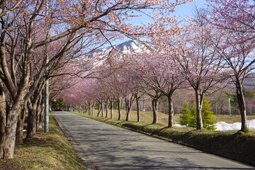 日本 青森県 弘前 岩木山 山桜