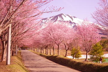 日本 青森県 弘前 岩木山 山桜