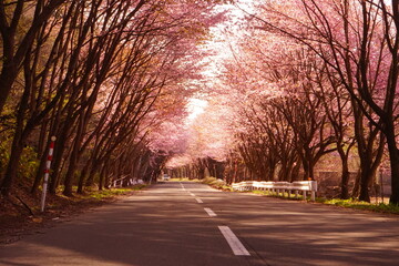 Path surrounded by Pink Sakura or Cherry Blossom Flower in Hirosaki, Aomori, Japan - 日本 青森県 弘前 岩木山 桜並木