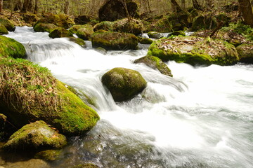 Fresh Green Trees of Oirase Gorge or Keiryu in Aomori, Japan - 日本 青森 十和田八幡平国立公園 奥入瀬渓流 石ヶ戸の瀬