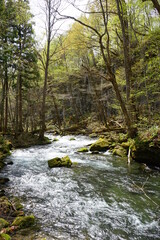Fresh Green Trees of Oirase Gorge or Keiryu in Aomori, Japan - 日本 青森 十和田八幡平国立公園 奥入瀬渓流 
