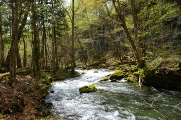 Fresh Green Trees of Oirase Gorge or Keiryu in Aomori, Japan - 日本 青森 十和田八幡平国立公園 奥入瀬渓流 
