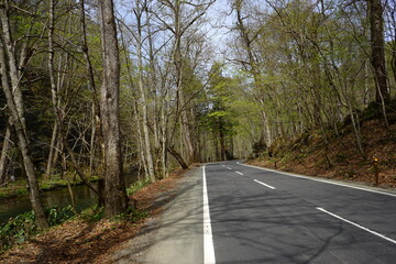 Fototapeta premium Fresh Green Trees of Oirase Gorge or Keiryu in Aomori, Japan - 日本 青森 十和田八幡平国立公園 奥入瀬渓流 