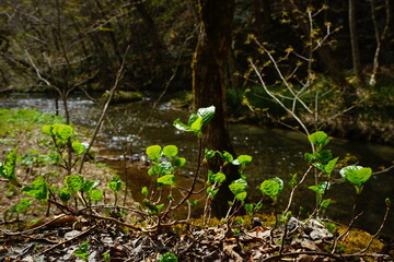 Fresh Green Trees of Oirase Gorge or Keiryu in Aomori, Japan - 日本 青森 十和田八幡平国立公園 奥入瀬渓流 