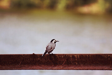 black headed gull