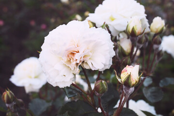 white and pink roses