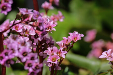 flowers in the garden. Bergenia