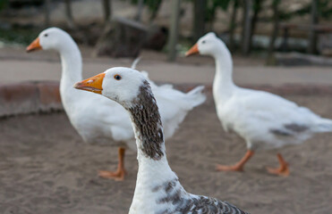 Three geese, one protagonist