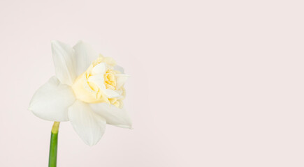 Fototapeta na wymiar Fresh daffodil bloom on blush background