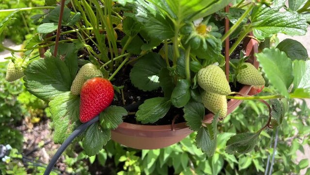 4K HD video panning down on fresh organic strawberries growing in hanging pot with watering drip system set up. windy day.
