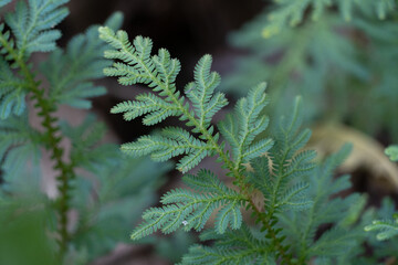 fern leaves