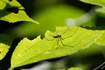 spider on leaf
