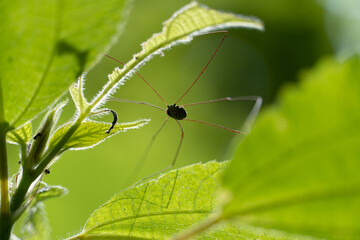 insect