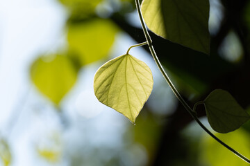 green leaves of a tree