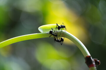 Ant on the sprout of plant
