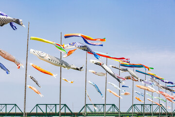 遠賀川河川敷の鯉のぼり　福岡県中間市