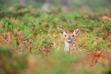 Red Deer hind, or ewe, walking in the long grass in London