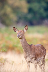 Red Deer hind, or ewe, walking in the long grass in London
