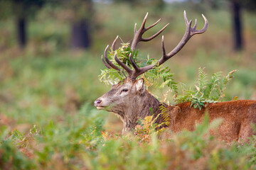 Red deer stag during the annual deer rut in London parks