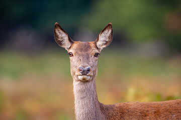 Red Deer hind, or ewe, walking in the long grass in London