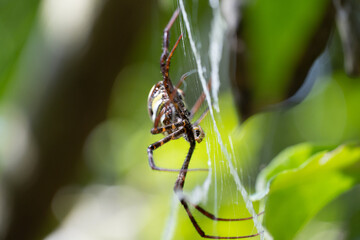 spider on the web