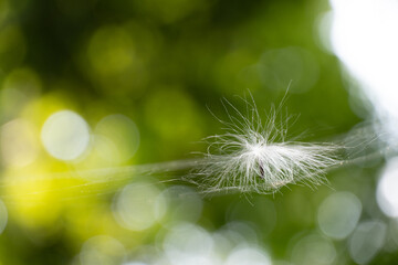 dandelion seeds on green