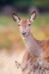 Red Deer hind, or ewe, walking in the long grass in London