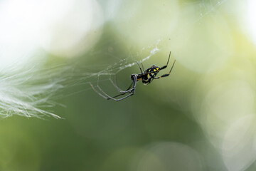 Spider