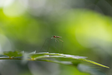 insect