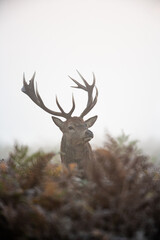 Red deer stag in the winter mist of Bushy Park, London	