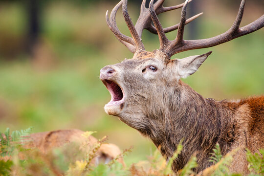 Red deer stag during the annual deer rut in London parks