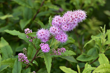 ホザキシモツケの花（北海道・鶴居村）
