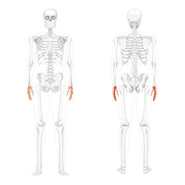 Skeleton Hands Human front back view with partly transparent bones position. Carpals, wrist, metacarpals, phalanges. 3D realistic flat Vector illustration of anatomy isolated on white background