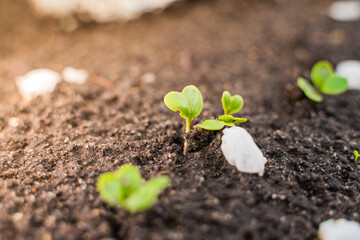 Germinated green radish sprouts in the ground close-up. Growing radishes in spring