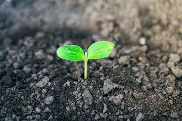 The first sprout of zucchini on the field close-up. Sprouted squash at sunrise, cotyledons
