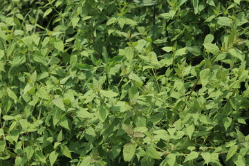 green leaves background