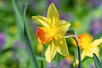 Beautiful yellow blooming narcissus in the park on a flower bed closeup	