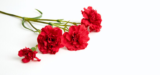 Four red carnations lie on white background. Isolated flowers branch. Banner. Copy space. Template business card. Flower shop concept. May 9 Victory Day. Love symbol. Layout. Holiday postcard mockup
