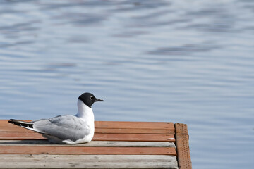 A Bonaparte's Gull (Chroicocephalus philadelphia) sits on a pier on Wasilla Lake, Alaska.