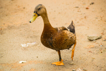 Portrait image of a beautiful duck on the road.
