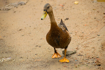 Portrait image of a beautiful duck on the road.