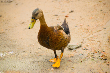 Portrait image of a beautiful duck on the road.